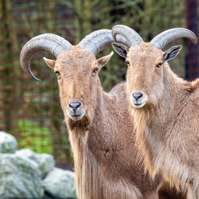 Manenschaap - De Zonnegloed - Dierenpark - Dieren opvangcentrum - Sanctuary